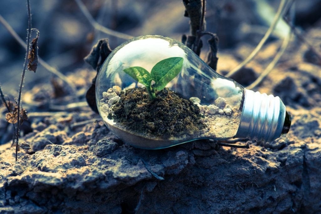 Environmental image of light bulb and nature